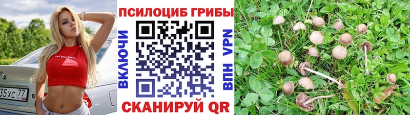 сколько стоит  Приволжск  Галлюциногенные грибы MAGIC MUSHROOMS 